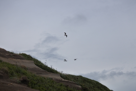 �k�C���V�X