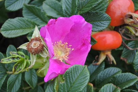 �k�C���P�R