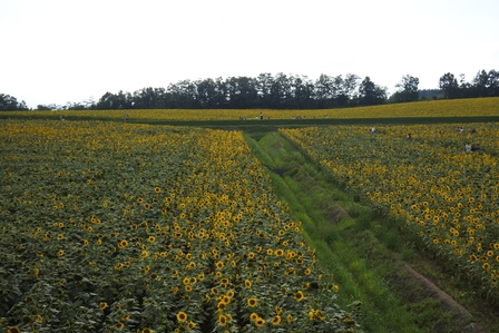 �k�C���R�Q