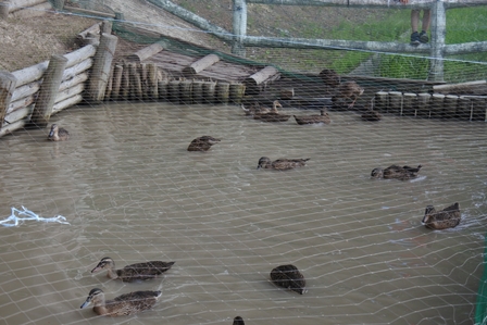 �k�C���R�T