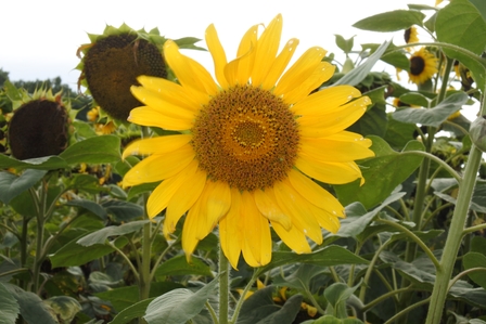 �k�C���R�X