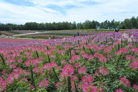 �k�C���P�S