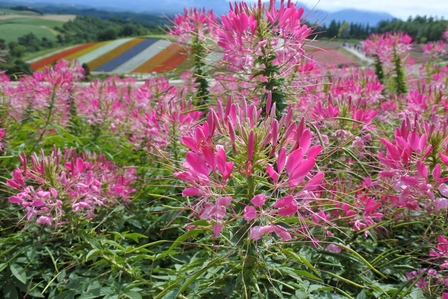 �k�C���P�T