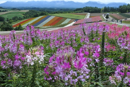 �k�C���P�U