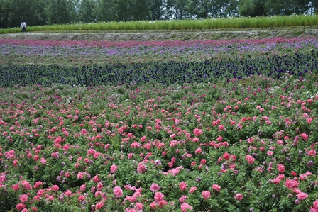 �k�C���P�V