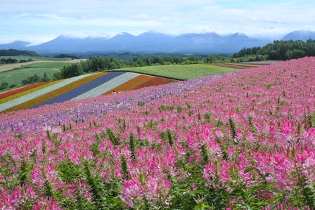 �k�C���P�W