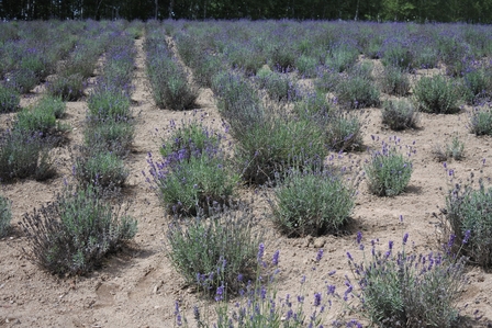 �k�C���Q�O