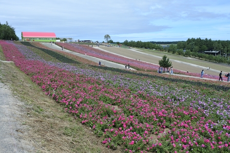 �k�C���Q�P