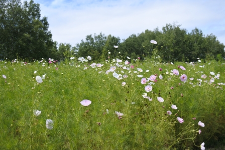 �k�C���Q�Q