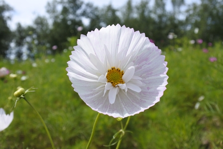 �k�C���Q�R