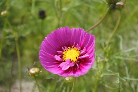 �k�C���Q�S