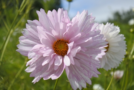 �k�C���Q�T