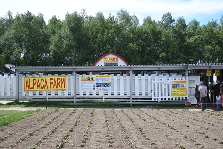 �k�C���Q�V