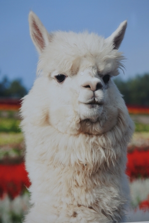 �k�C���Q�X