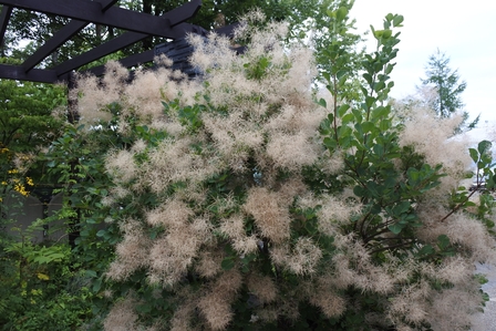 �k�C���S�R