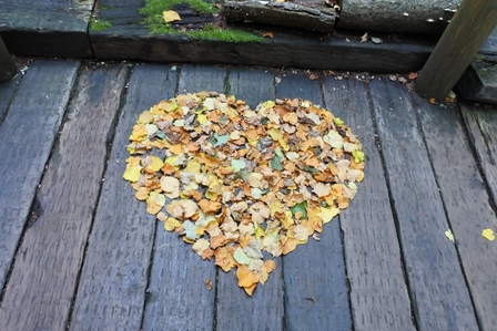 �k�C���T�X