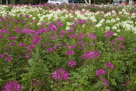 �k�C���Q�R