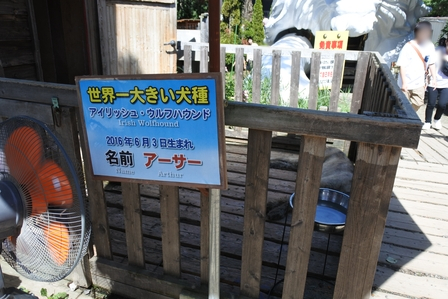 �k�C���R�W