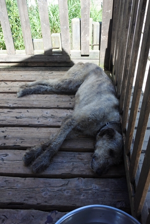 �k�C���R�X