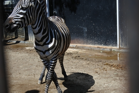 �k�C���S�R