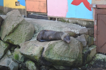 �k�C���S�S