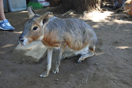 �k�C���S�V