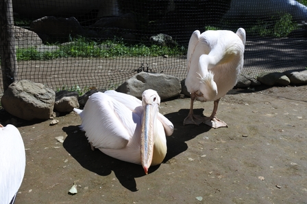 �k�C���S�W