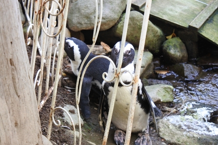 �k�C���S�X