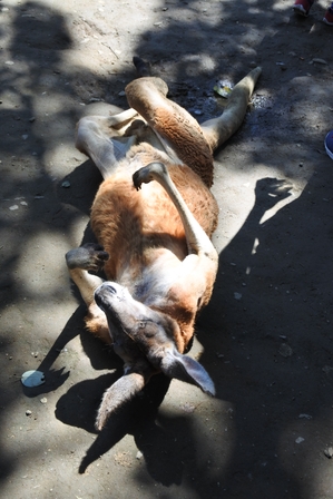 �k�C���T�P