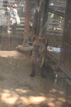 �k�C���T�Q