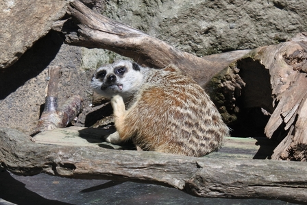 �k�C���T�R