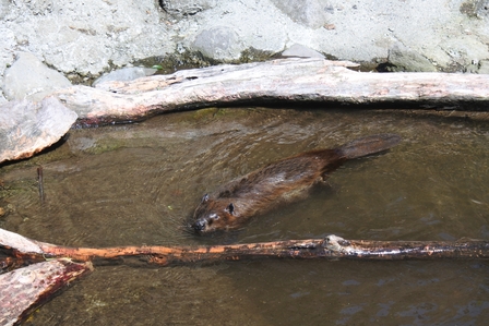 �k�C���T�T