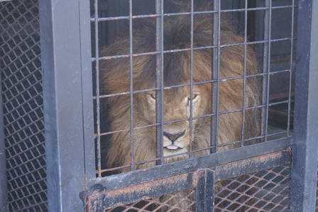 �k�C���T�V