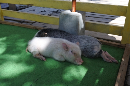 �k�C���T�X