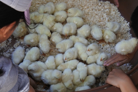 �k�C���U�P