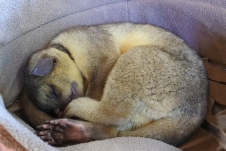 �k�C���U�Q