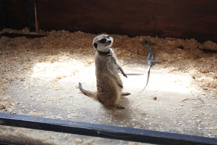 �k�C���U�R