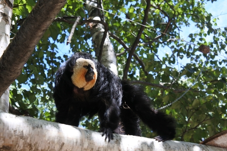 �k�C���U�T