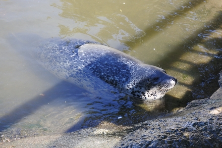 �k�C���U�W