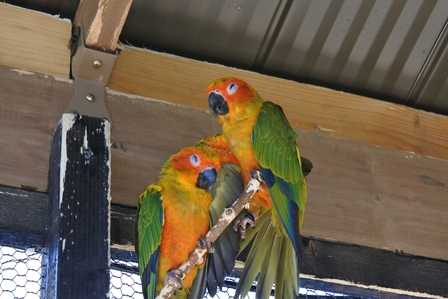 �k�C���V�O