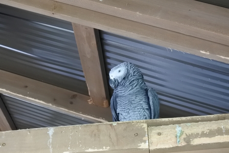 �k�C���V�P