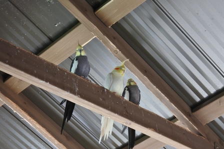 �k�C���V�Q