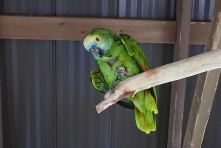 �k�C���V�R