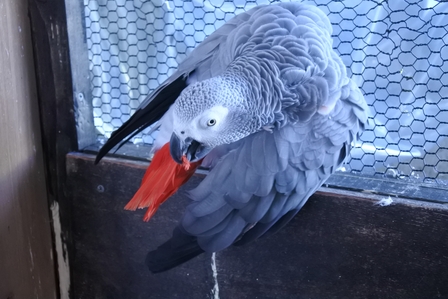 �k�C���V�S