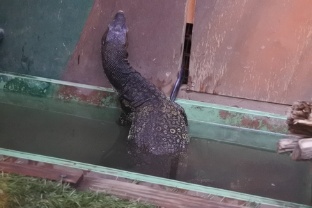 �k�C���V�U