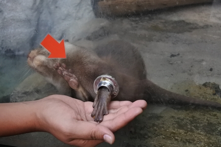 �k�C���V�V