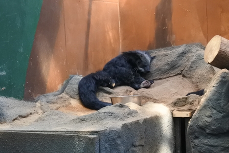 �k�C���V�W