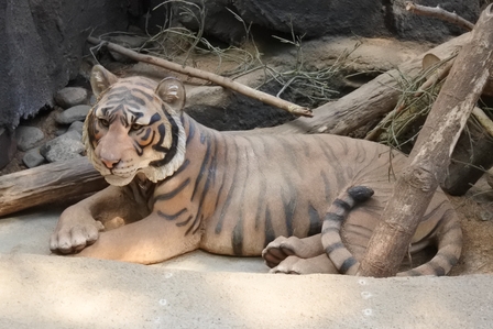 �k�C���V�X