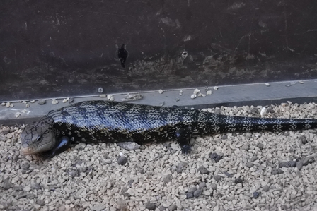 �k�C���W�O