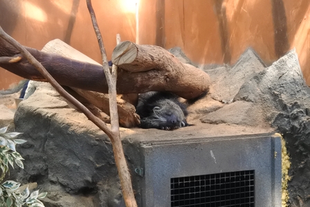 �k�C���W�P